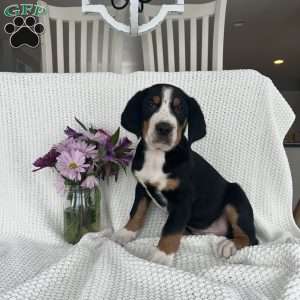 Teddy, Greater Swiss Mountain Dog Puppy